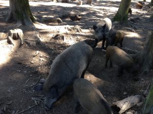 wildschweine im wildpark hellenthal